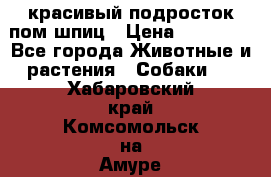 красивый подросток пом шпиц › Цена ­ 30 000 - Все города Животные и растения » Собаки   . Хабаровский край,Комсомольск-на-Амуре г.